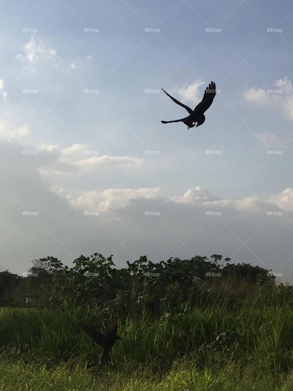 The bird in the meadow country..