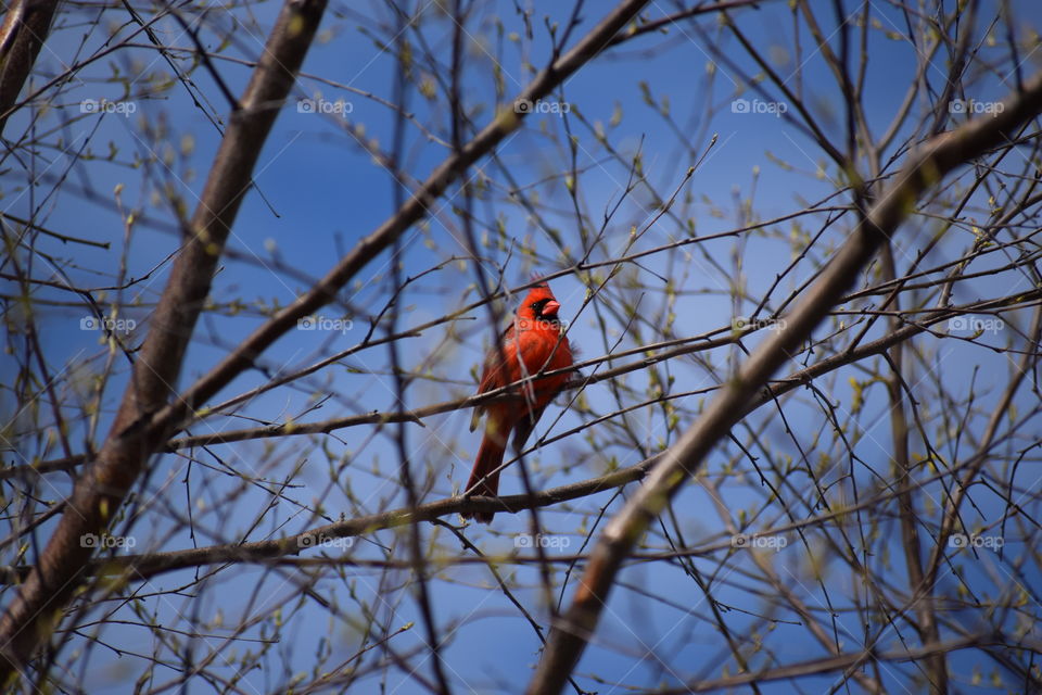 Male cardinal perched