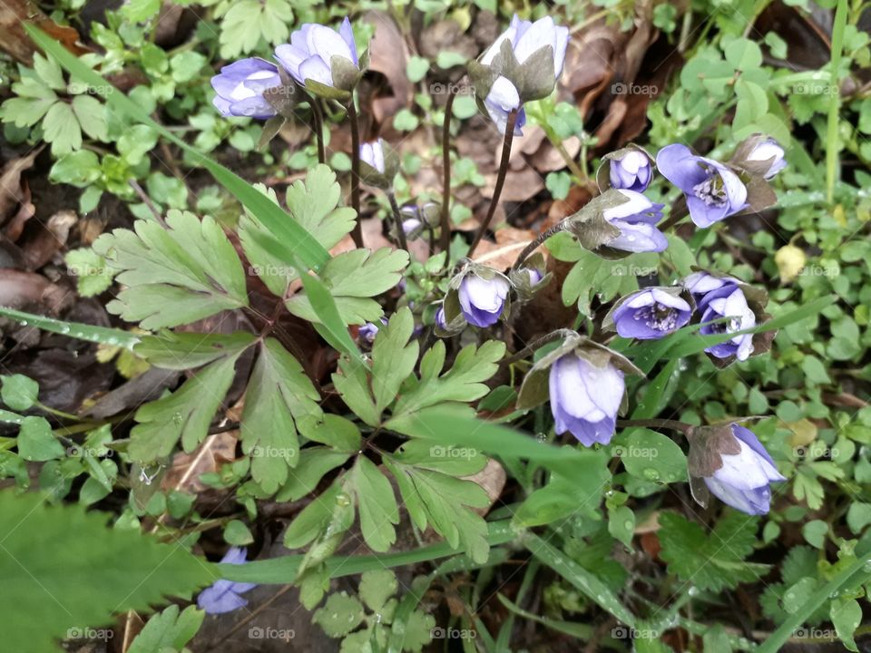 springtime in the wood