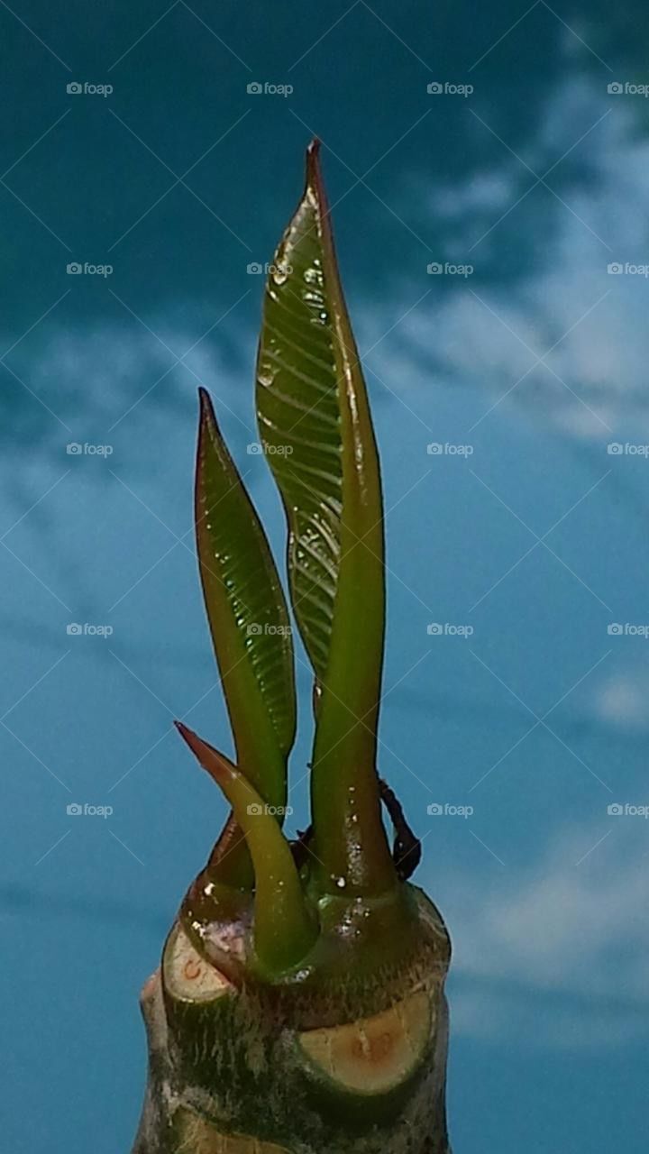 Plumeria plant