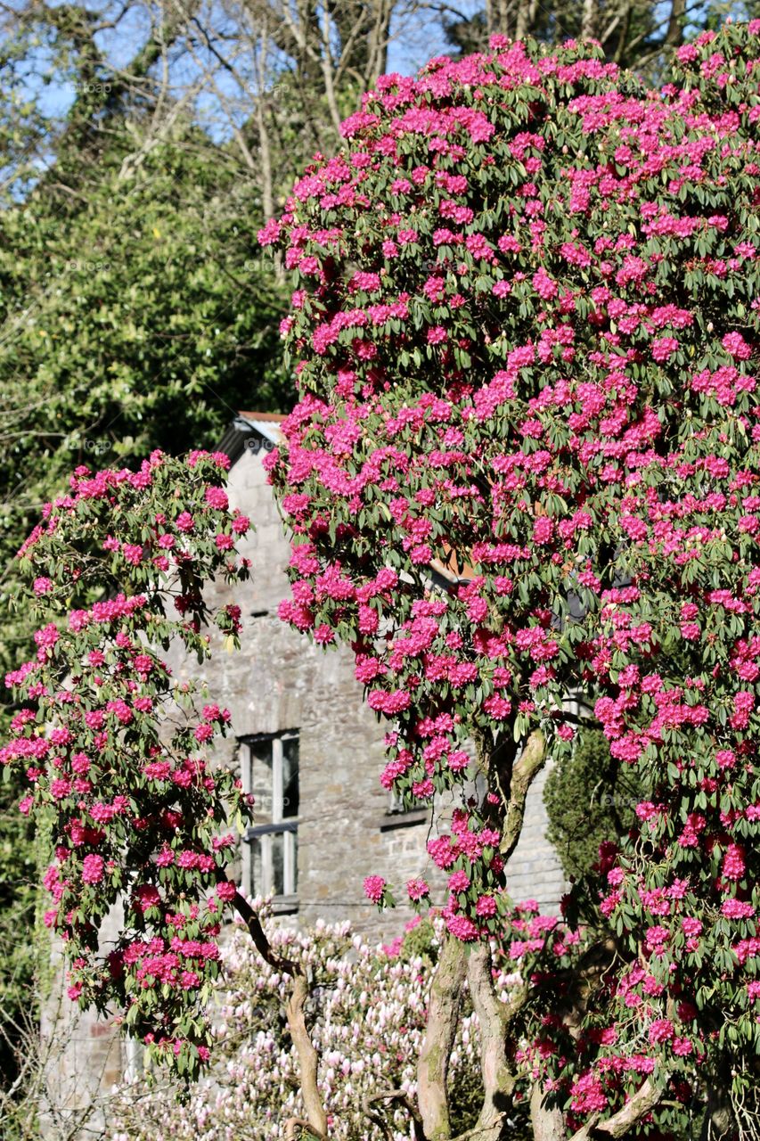 rhododendron