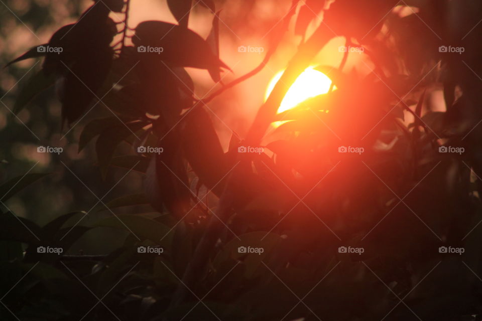 A beautiful sunset through woods