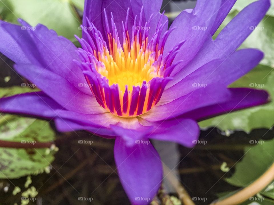 Lotus Photo by i phone