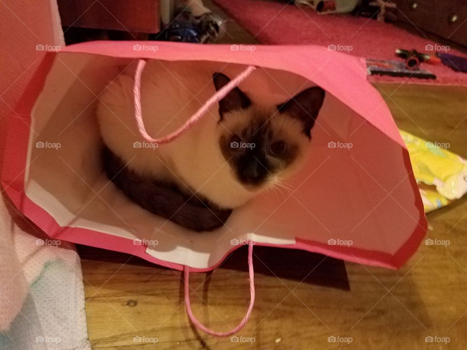 cat in the bag