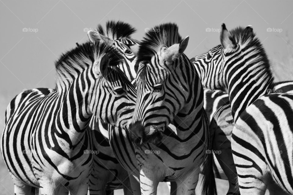 beautiful zebras in black and white. love is in the air.