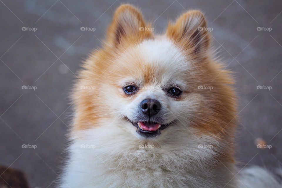 Animal portrait- portrait of a Pomeranian dog breed