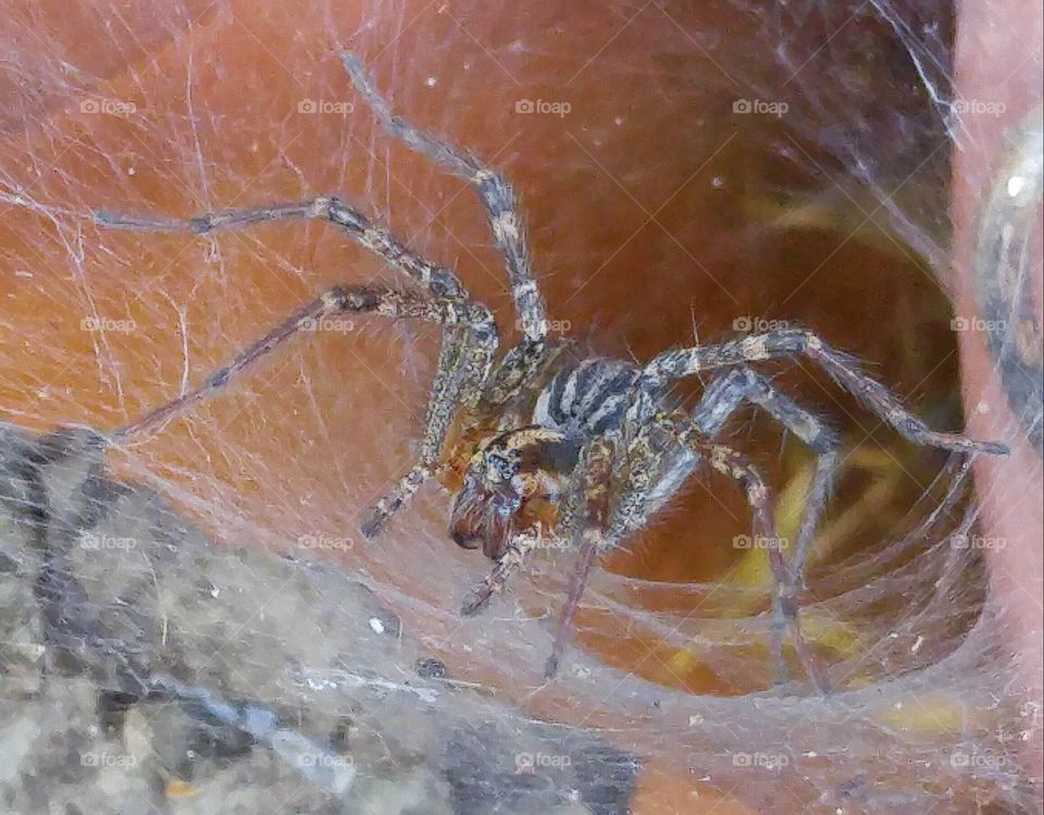 Spider in it's corner