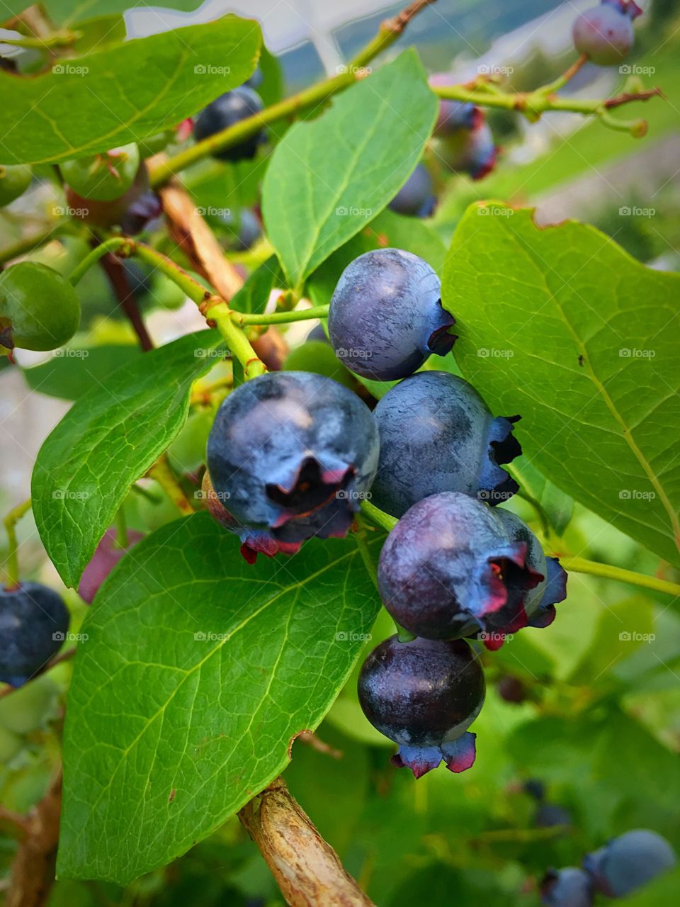 Wild Norwegian blueberries 