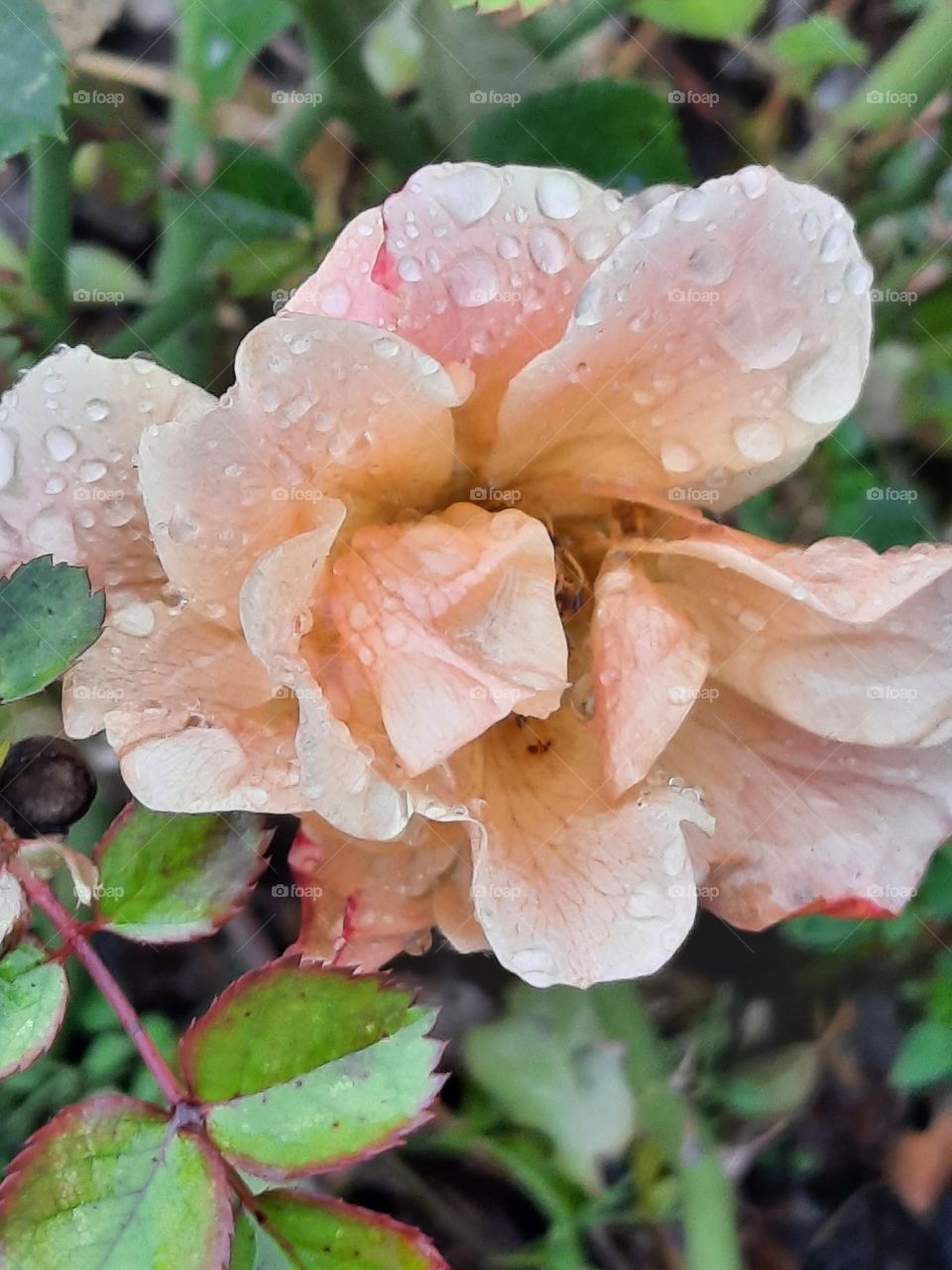 winter garden after frosty night  - peach coloured rose with water drops