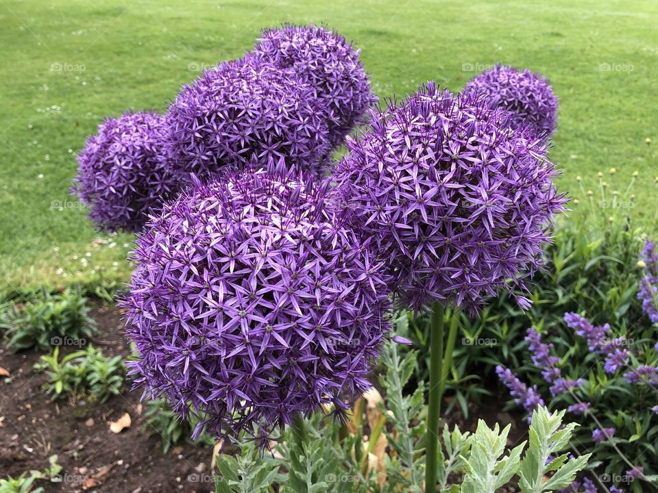 Hard to find a more vibrant pocket of purple flowers. So eye catching.