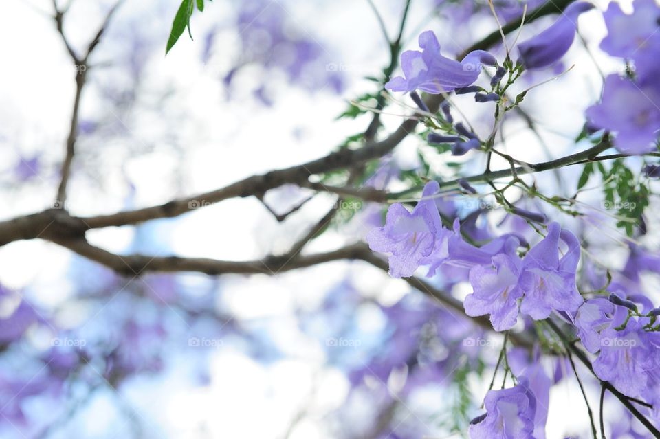 Jacaranda