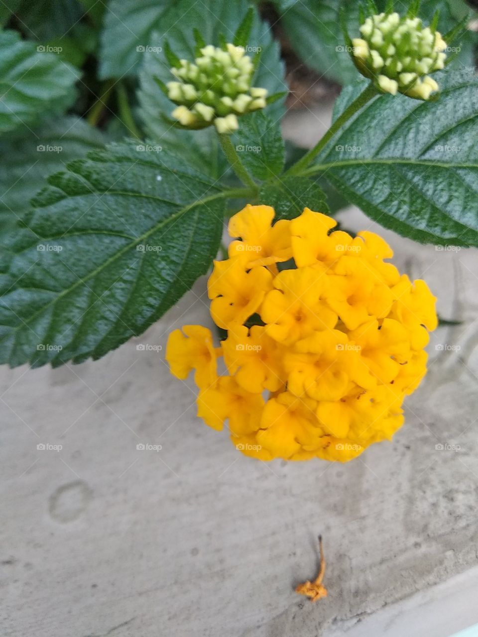 flower head yellow color