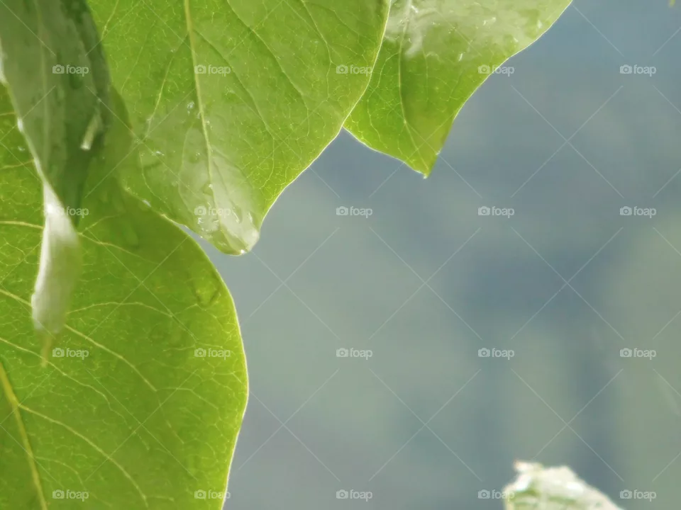 Leaves in the Rain