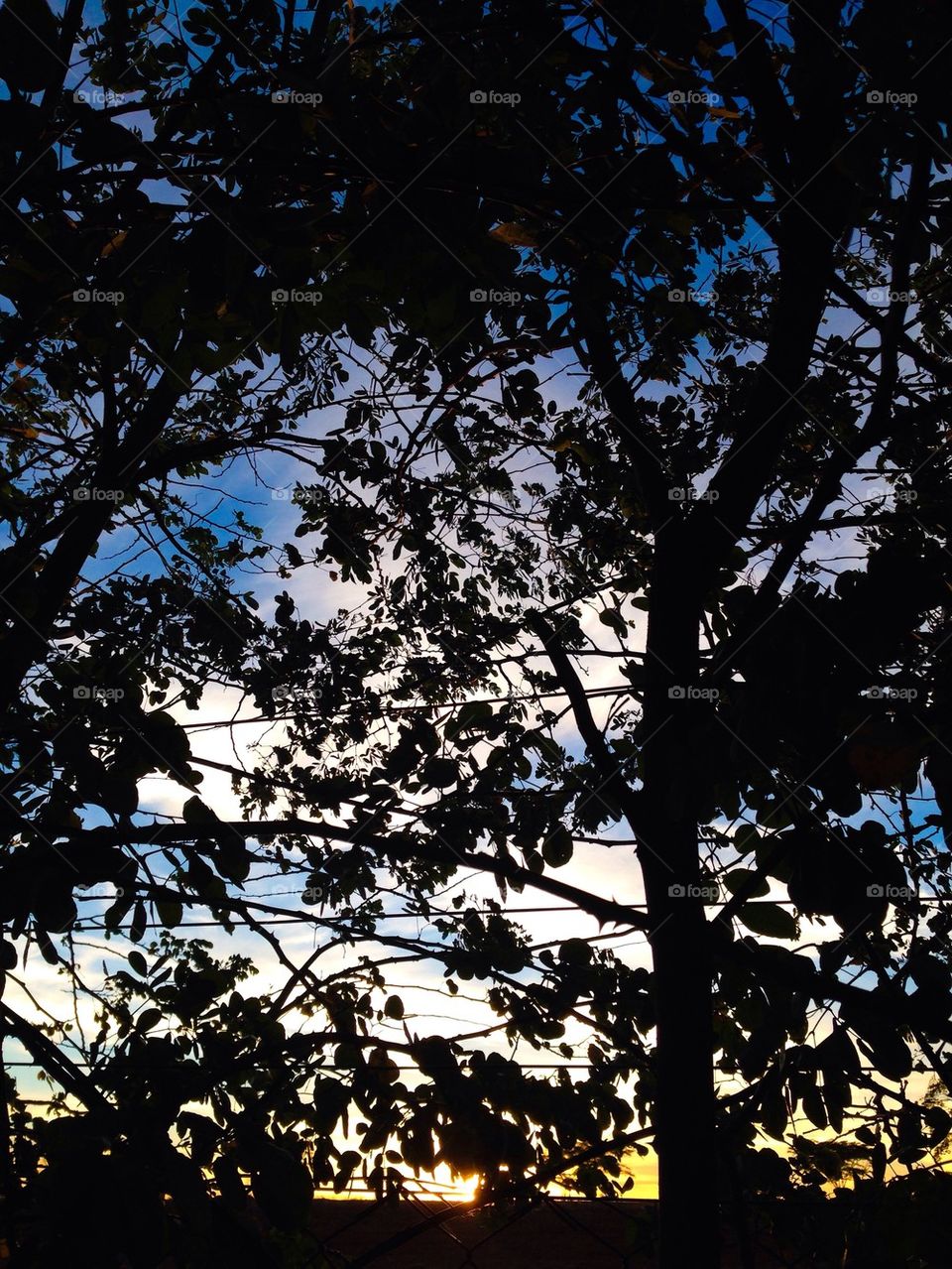 Sunrise beyond the leafs