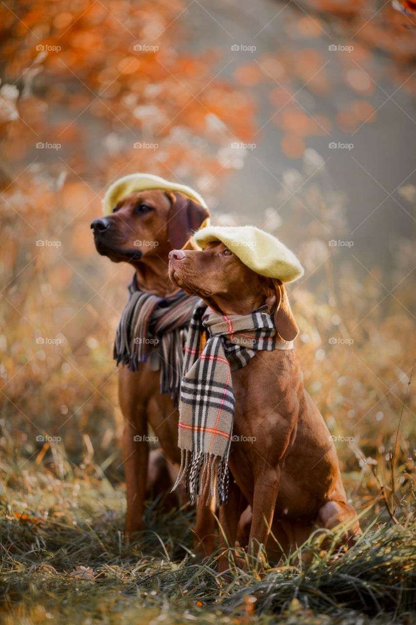 Rhodesian Ridgeback and Hungarian Vizsla in wear at autumn park