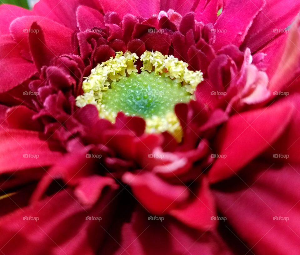 Red Gerberra Daisy