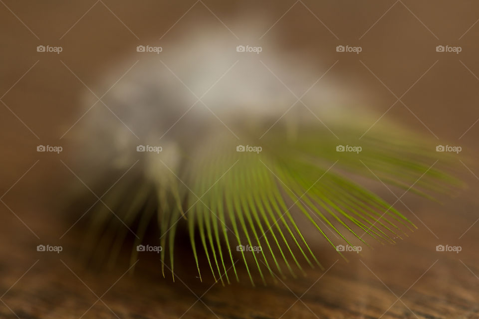 Close-up of parrot feather on table