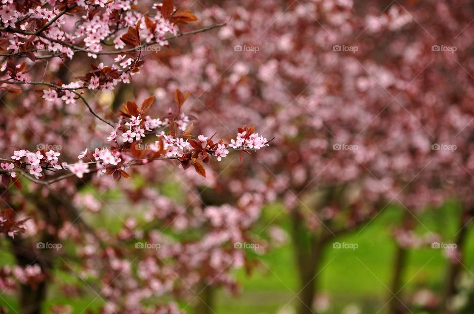 Flower, Tree, Cherry, No Person, Nature