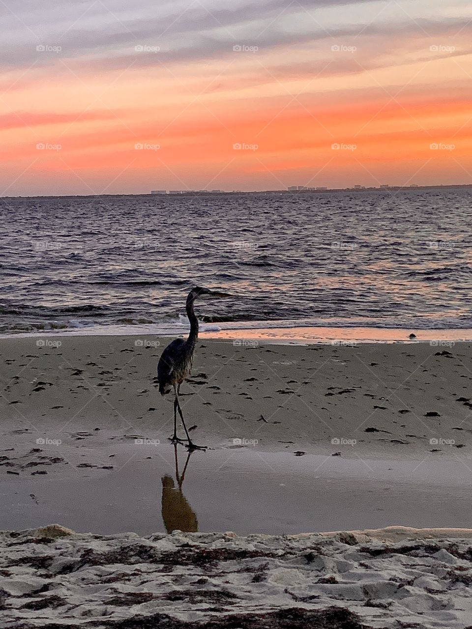 I took it with my phone! The Great Blue Heron walks on the sandy beach in front of the reflecting sunset