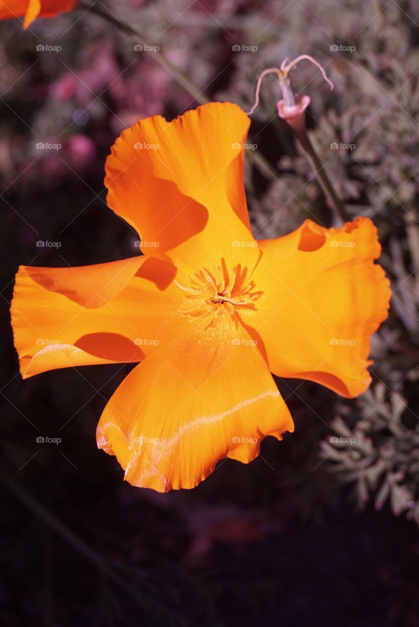 Poppy
Springs 
California Flower