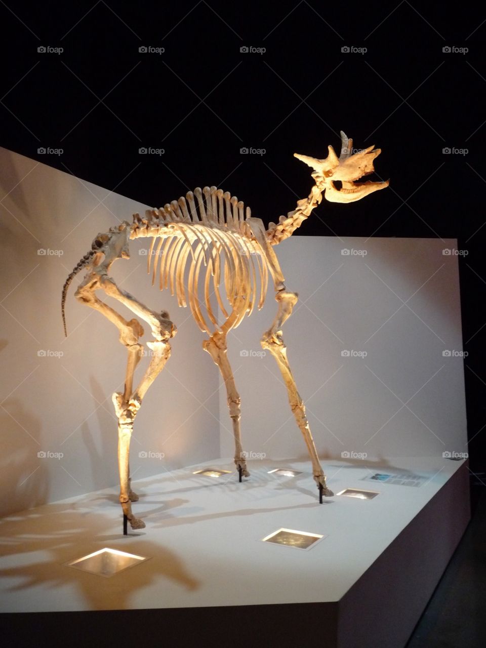 Dinosaur exhibit at Houston's Museum of Natural Science 