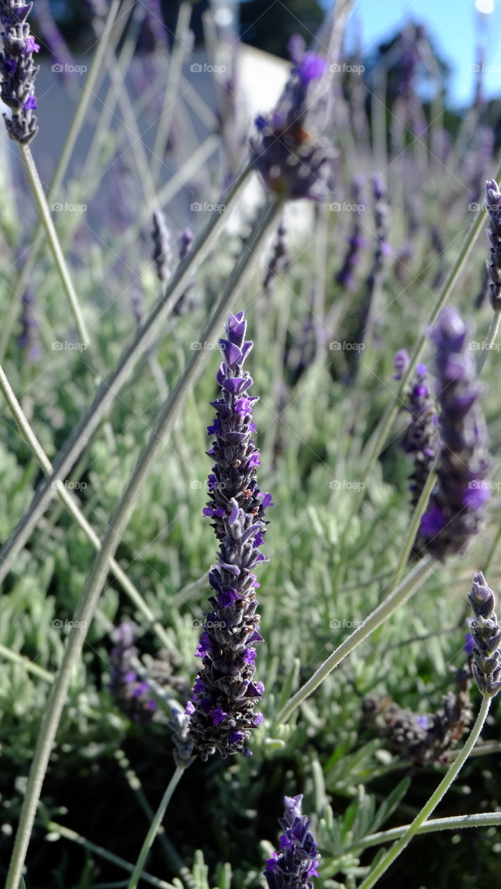 Close up of lavander