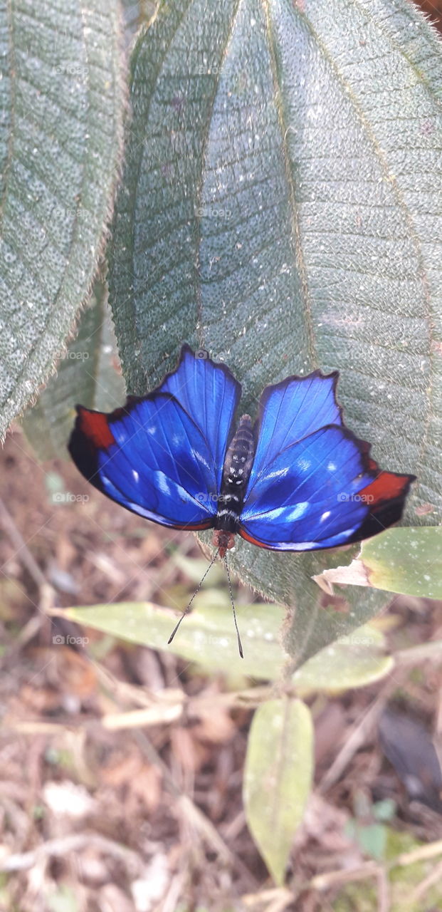 blue butterfly
