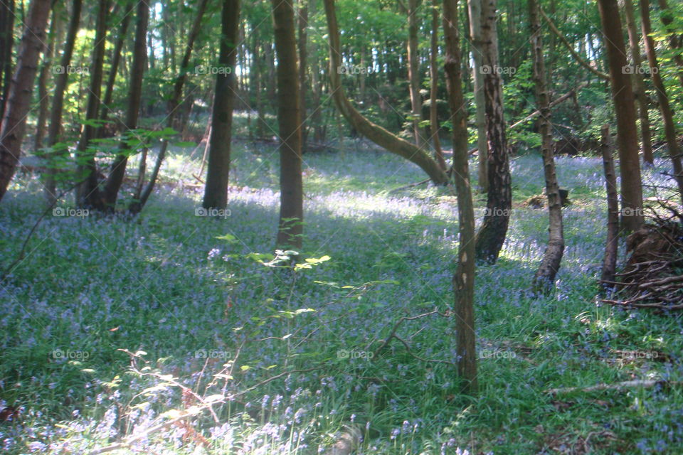 Bluebells in Surrey, England