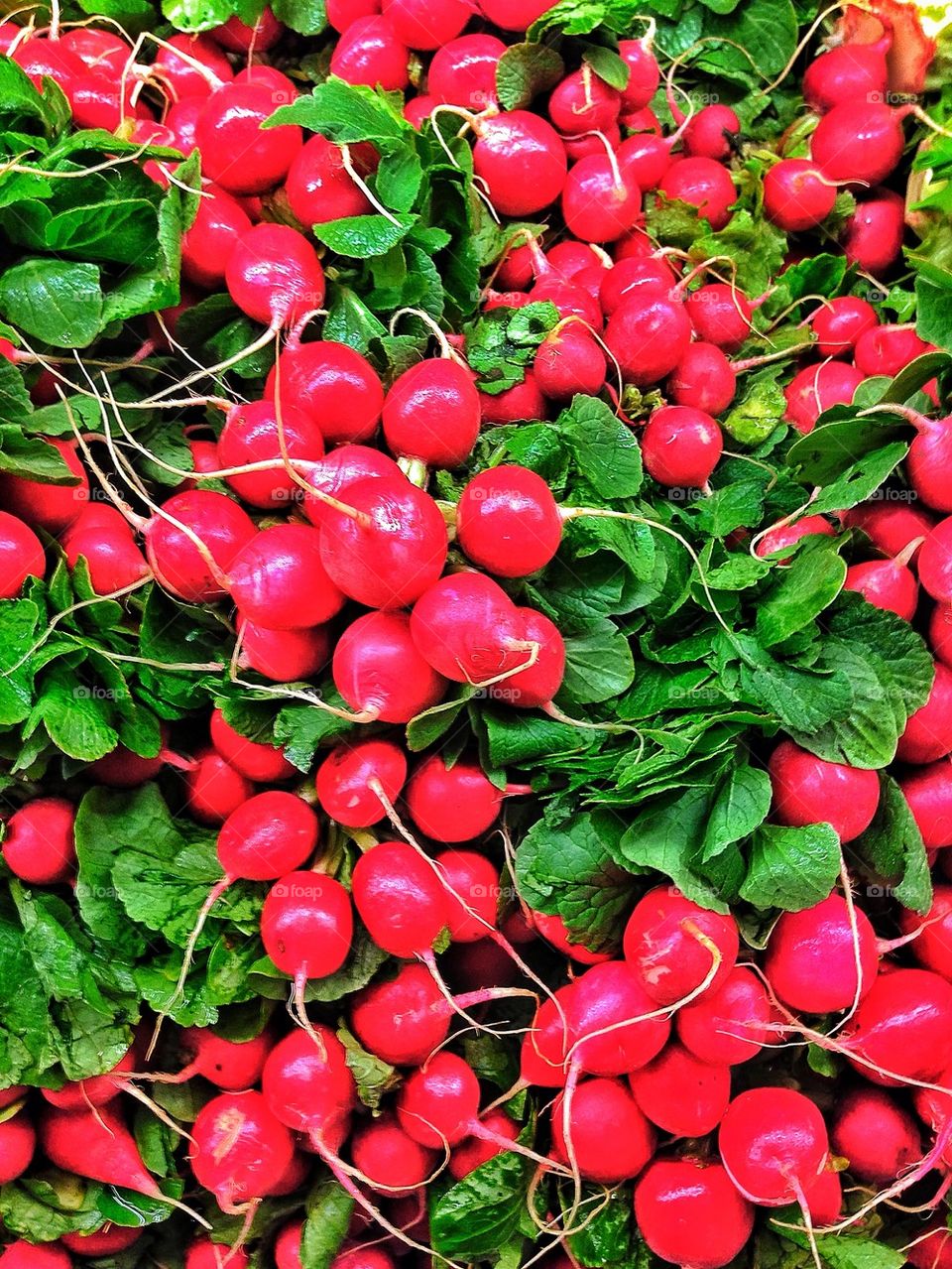 Fresh organic radish