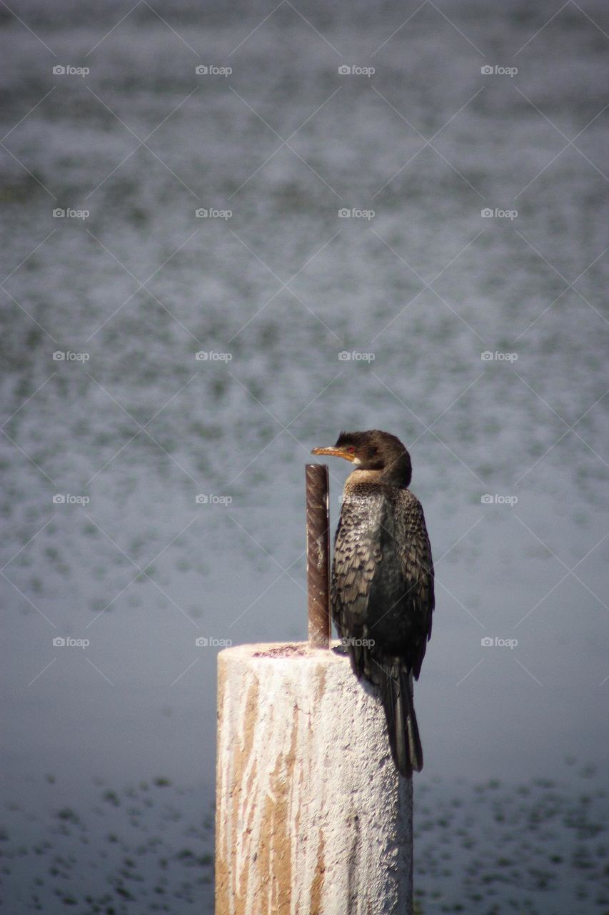 A Cormorant starting the day.