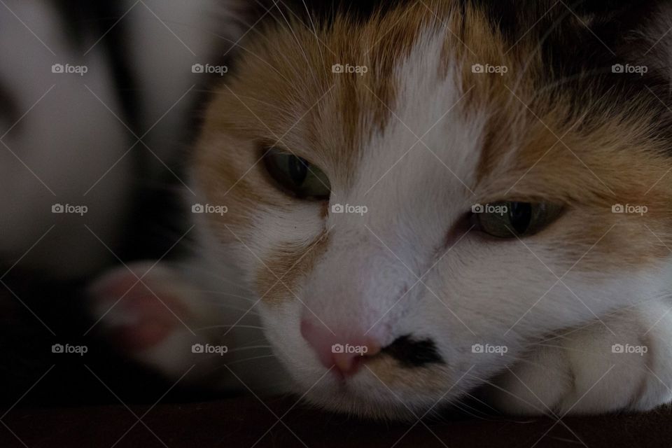 Extreme close-up of cat