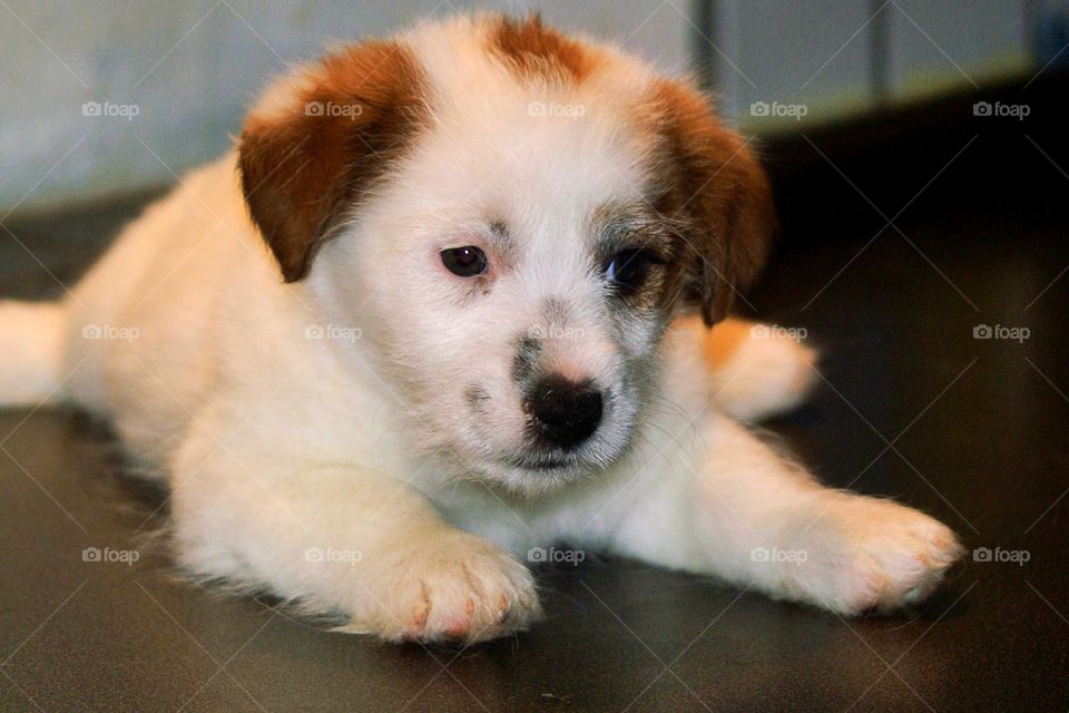 Close-up of white terrier