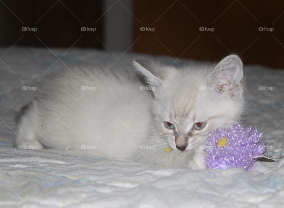 Kitten with toy