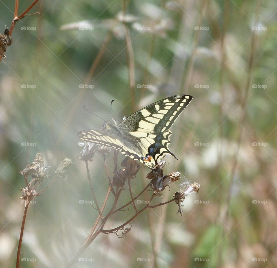 Papillon Machaon