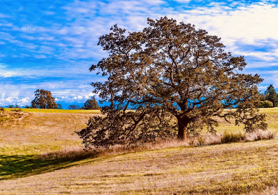 Lone oak tree stands in a field of yellow and orange as the season changes to autumn 