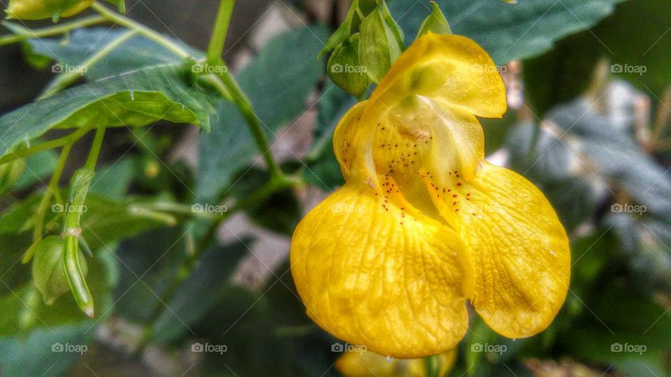 Golden Jewelweed