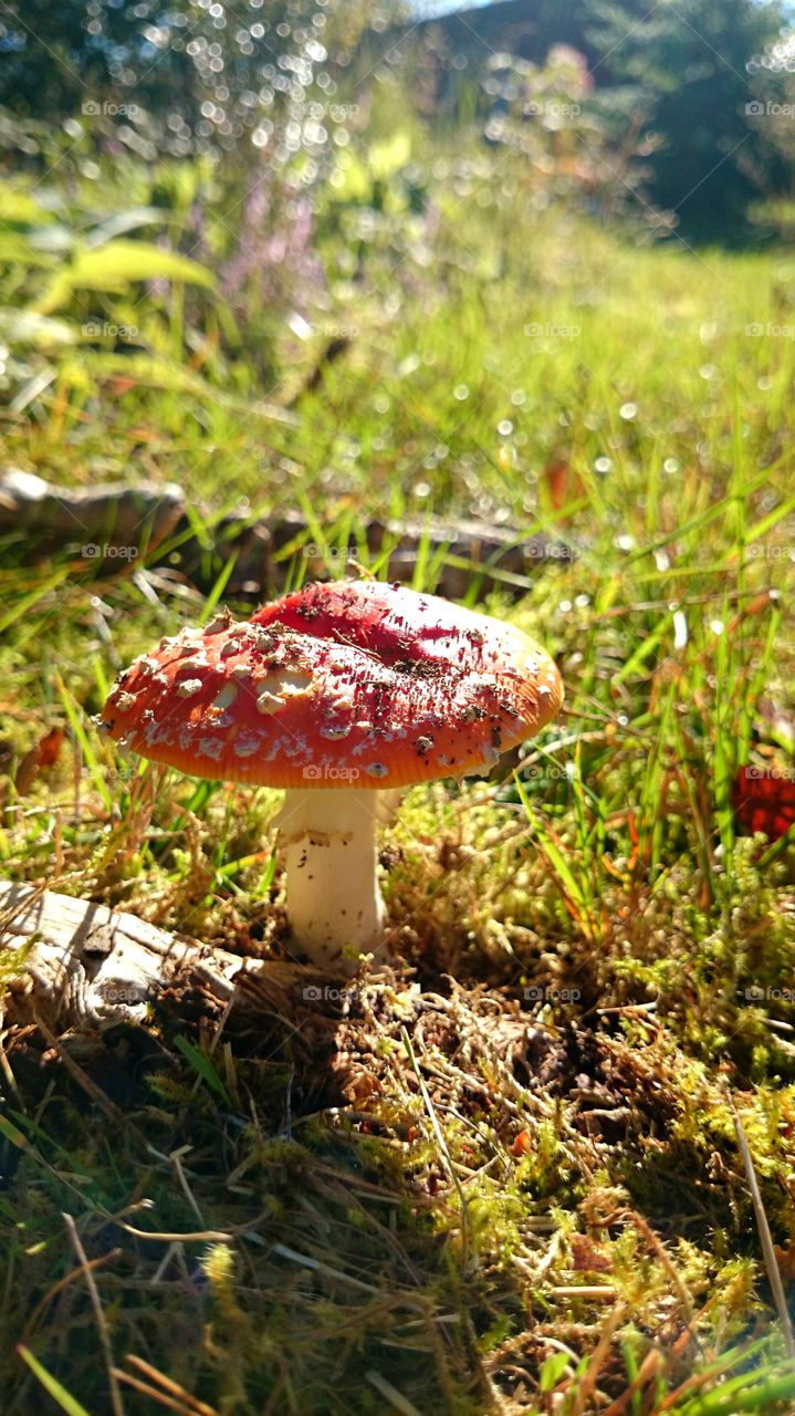 Mushroom growing on grass