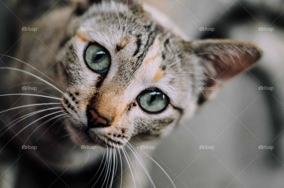 A beautiful image of innocent and adorable domestic cat starring at the camera