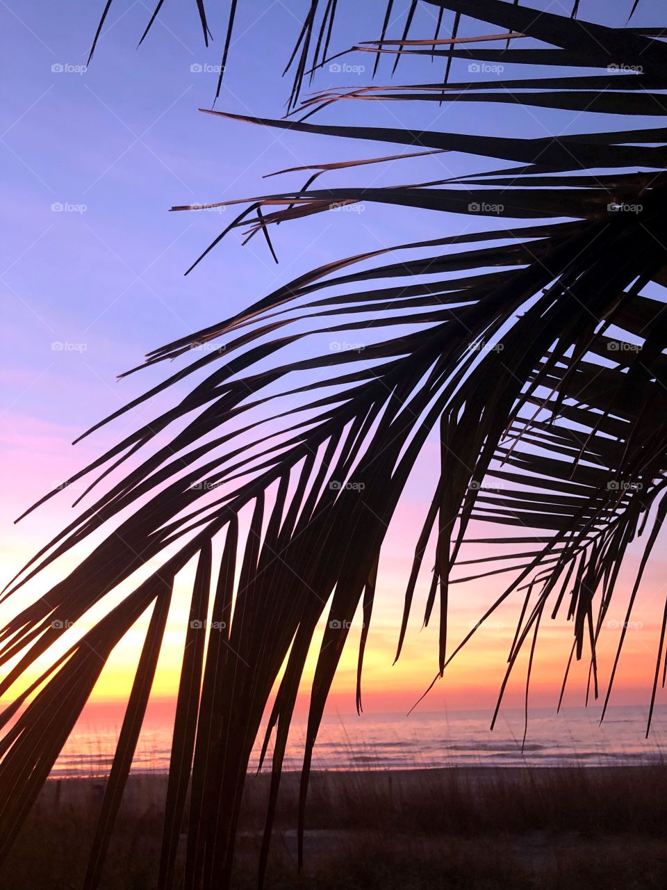 A palm frond silhouetted against a beautiful Myrtle Beach sunrise with the Atlantic Ocean in the background. 