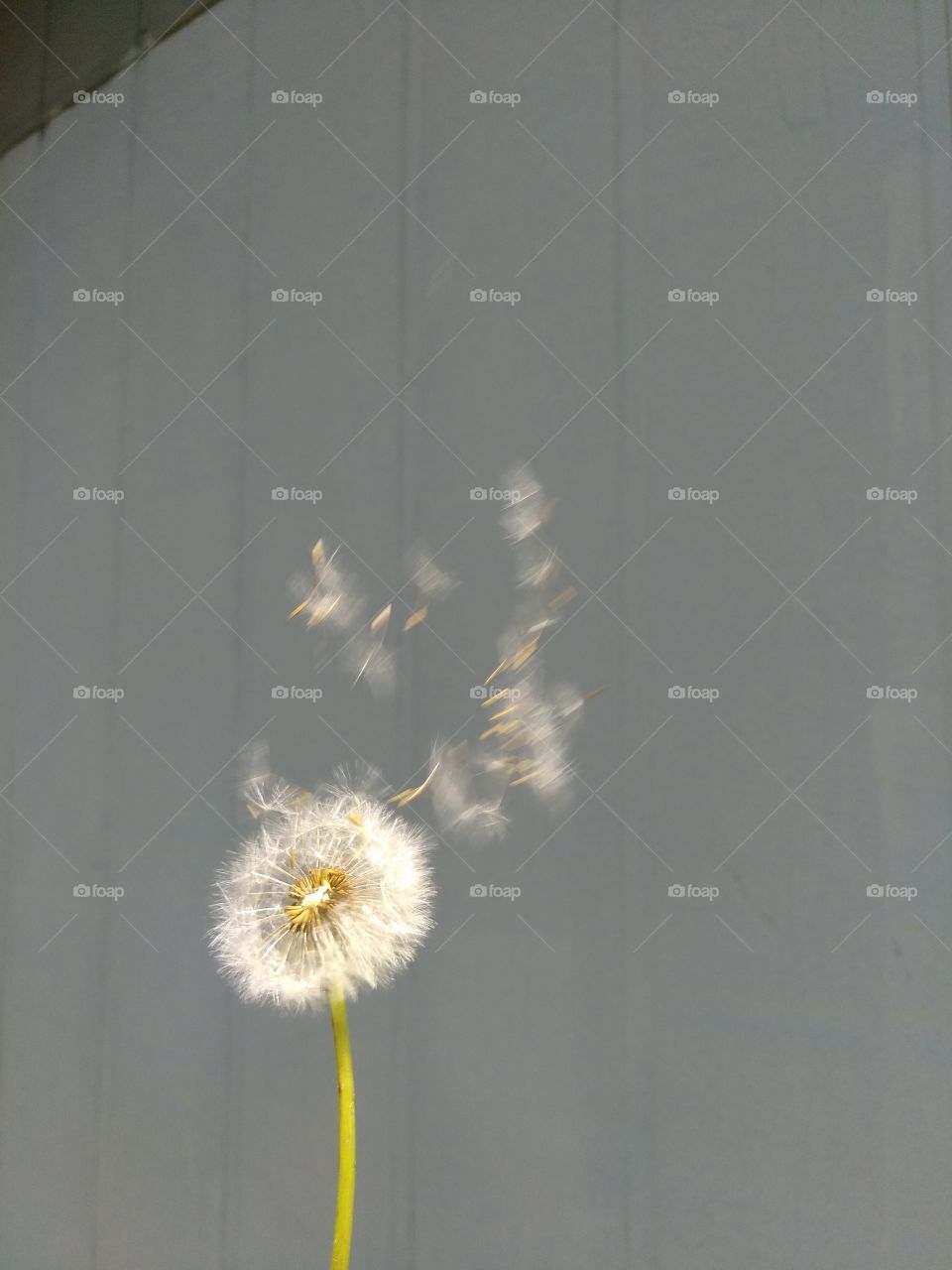 dandelion from smartphone camera