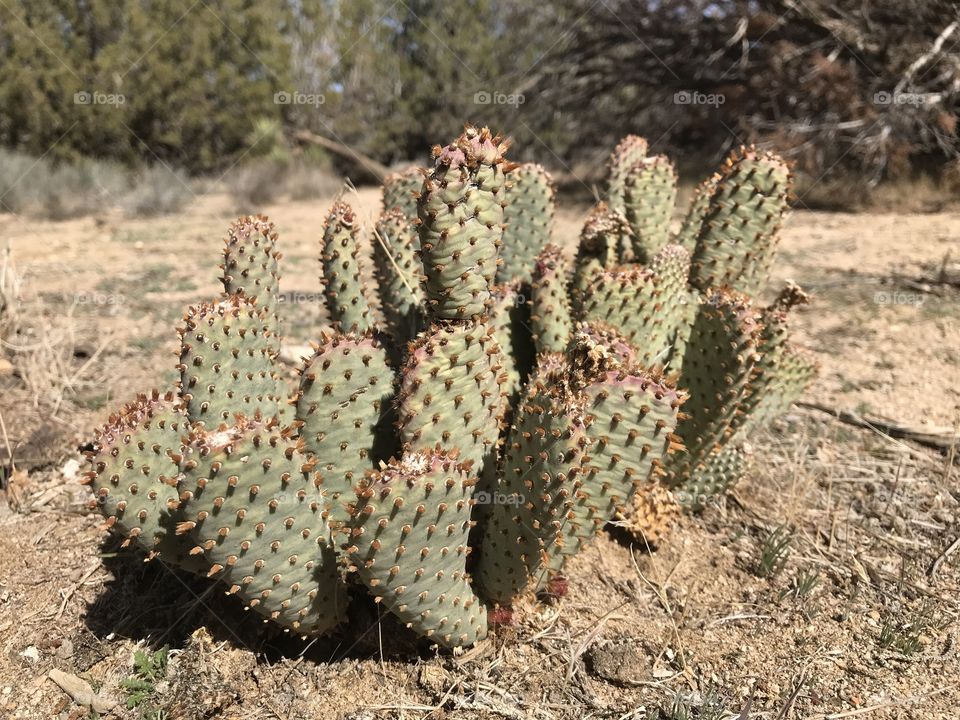 Arthur B. Ripley Desert Woodland State Park