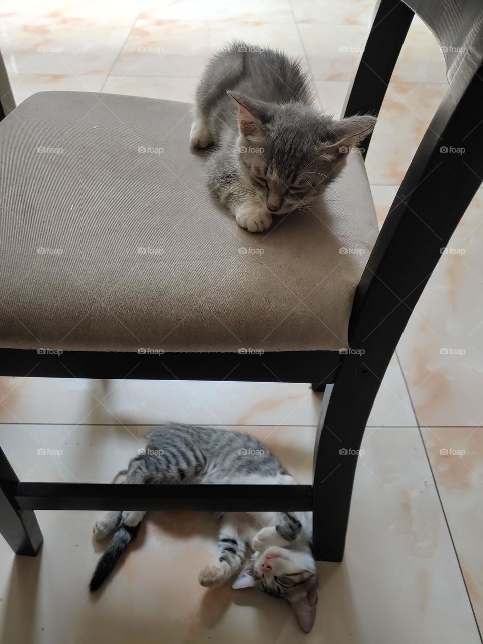 Kittens are taking a nap