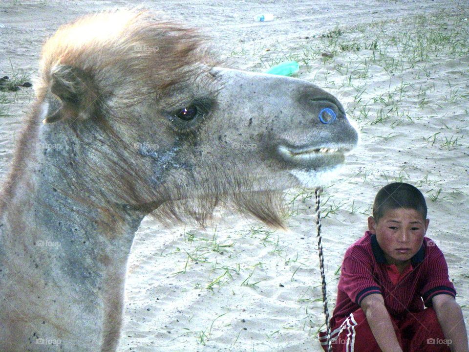 camel and boy in Gobbi desert