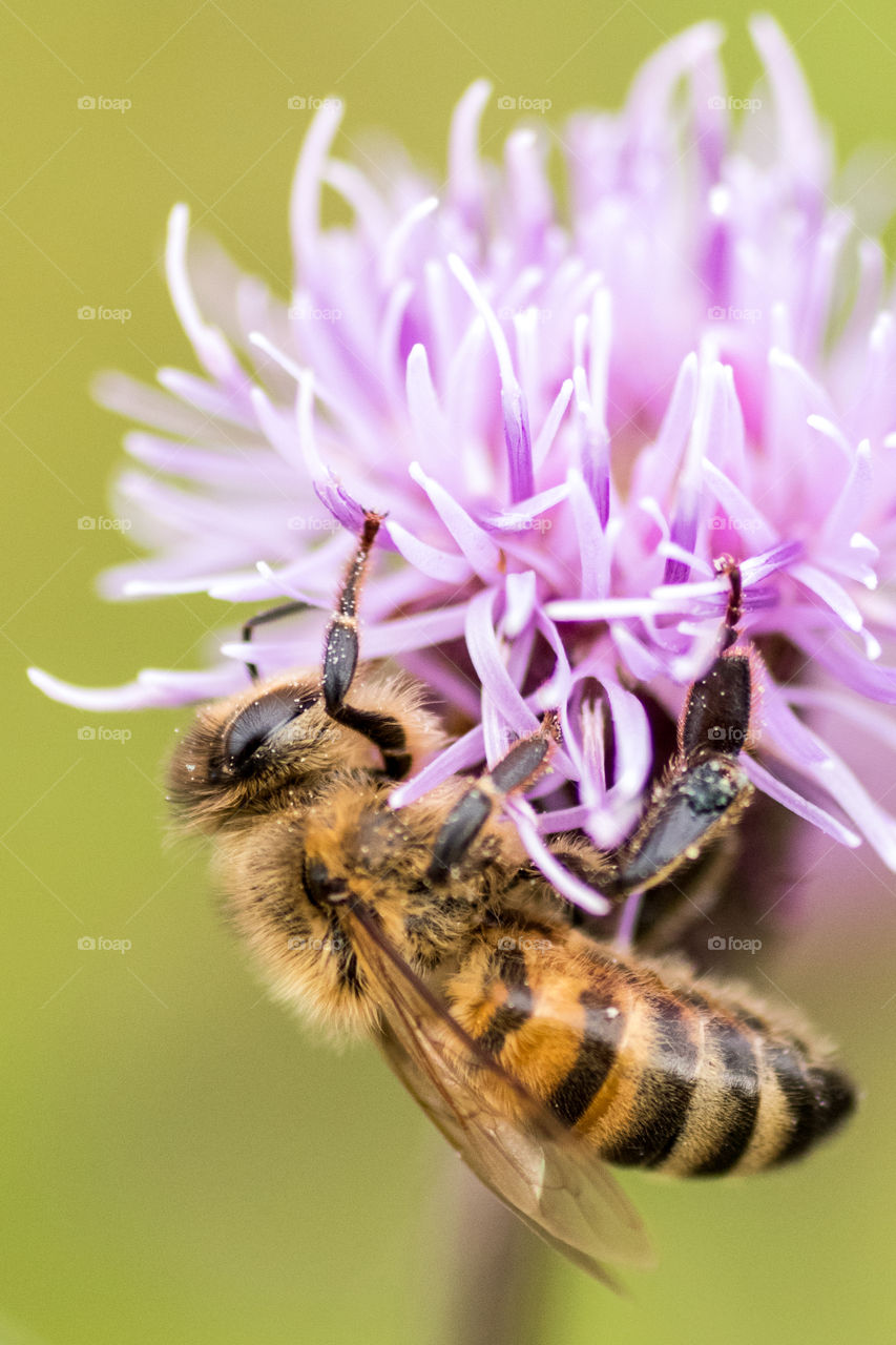 honeybee on a thistle