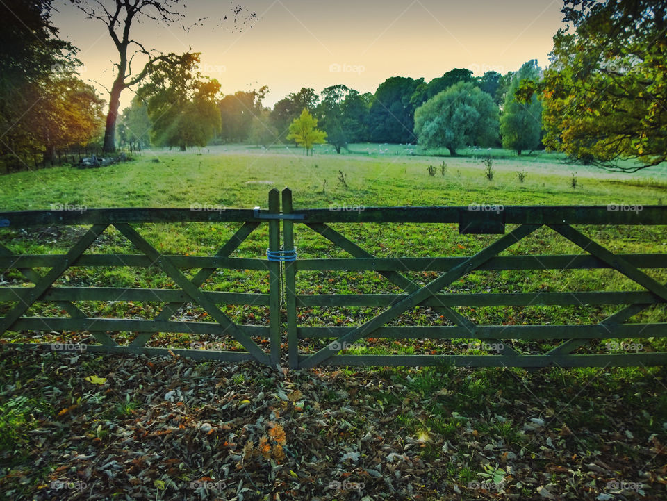 Countryside . Field