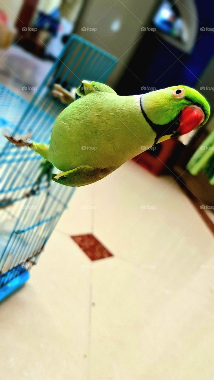 My best friend for a lifetime...  who never hurts .. who always comes beside me..  My all-time friend .. My one and only pet parrot name NOSY...