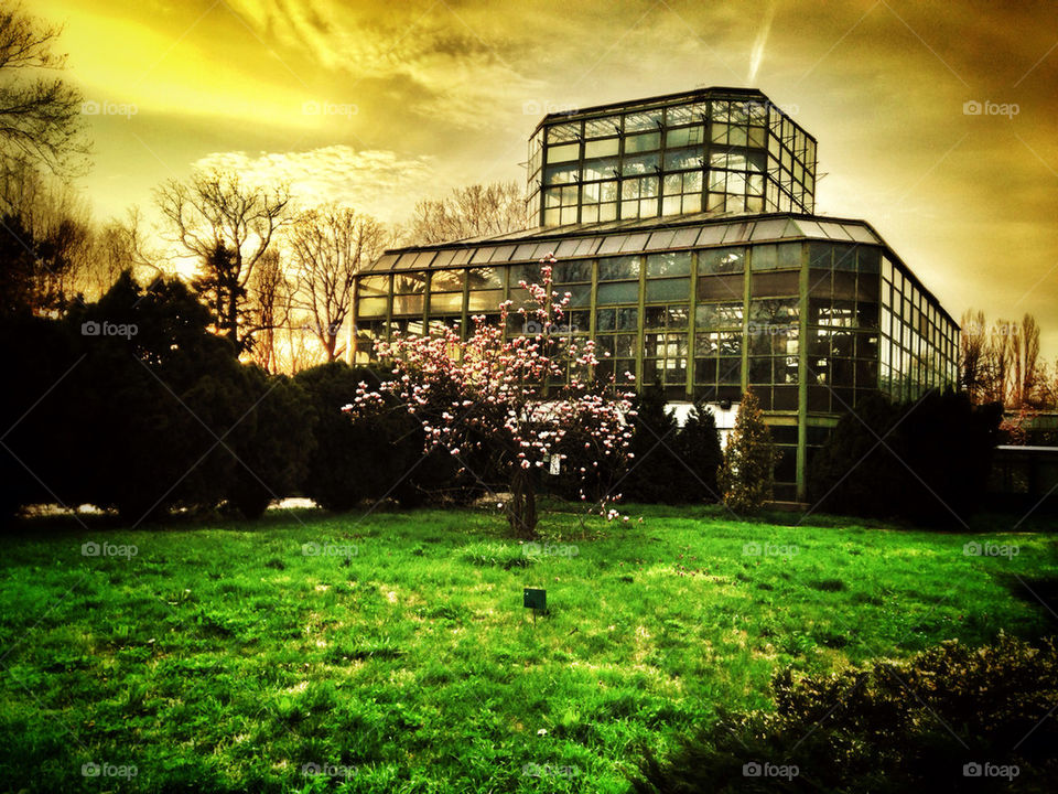 The glass house