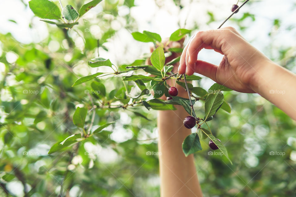 Take berries