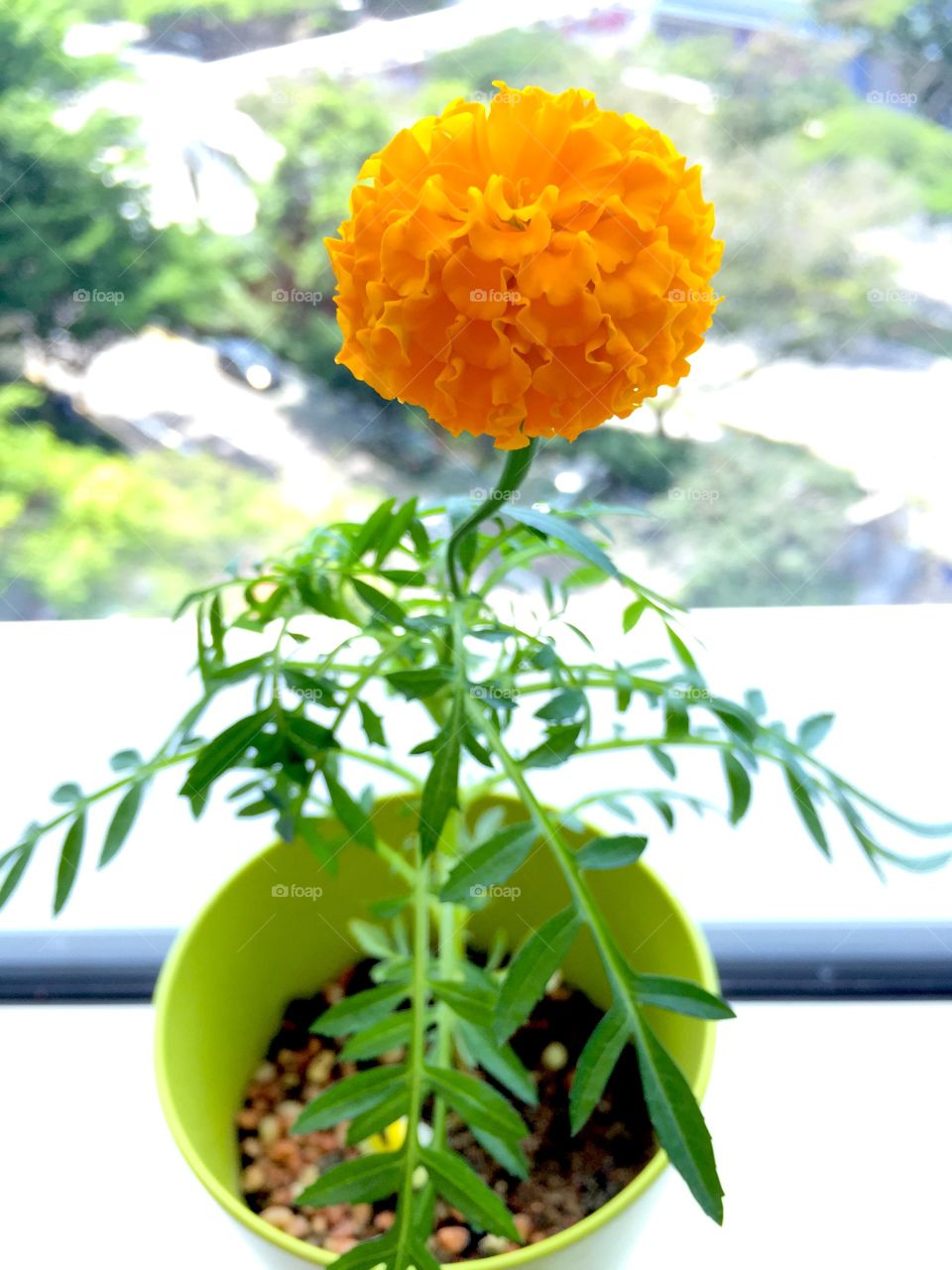 Orange Marigold Flower. A single orange marigold flower in a pot, by the window.