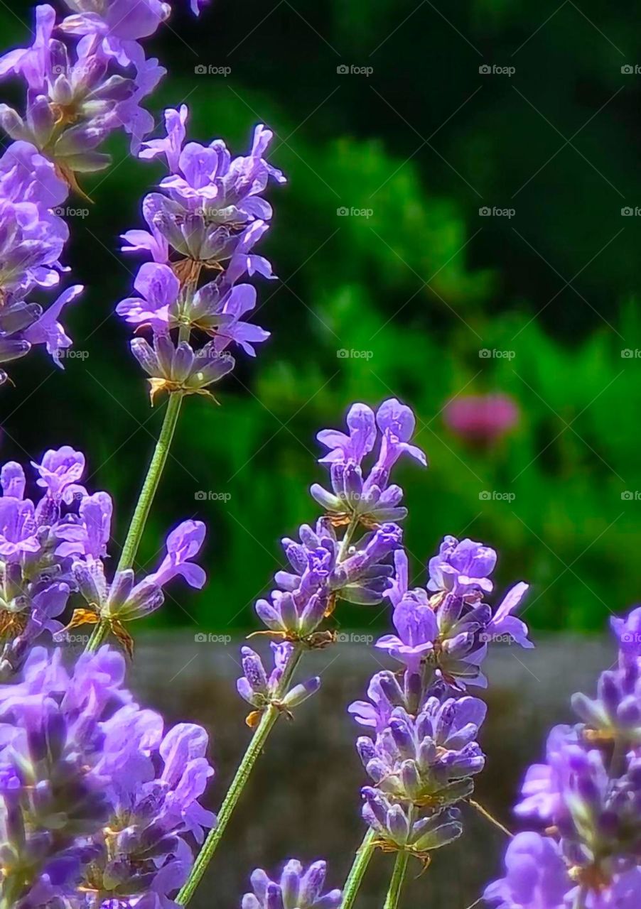 lavander